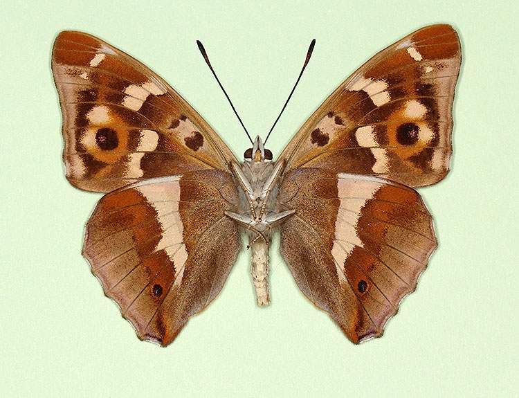Apatura iris male (aberrant form nov, verso) (Internet Image property of respective owner, non-commercial use only)
